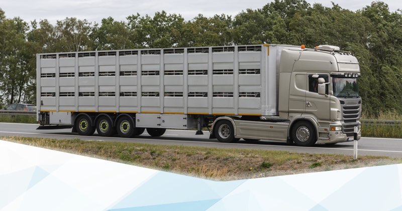 tier- bzw. viehtransporter muessen tiergerecht ausgestattet sein.